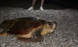 Konyaaltı Sahili’nde caretta caretta sürprizi