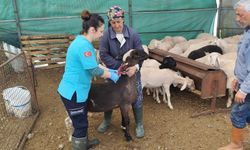 Kurban Bayramı öncesi kritik uyarı! Kesim yerleri dışında izin verilmeyecek