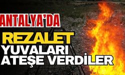 Antalya’da rezalet! Yuvaları ateşe verdiler