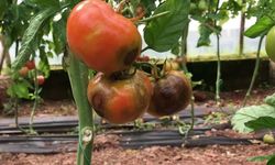 Domates üreticisinin yeni kabusu ortaya çıktı! Spotted ve Patates Y virüsü nedir?