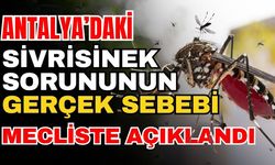Antalya’daki sivrisinek sorununun gerçek sebebi mecliste açıklandı