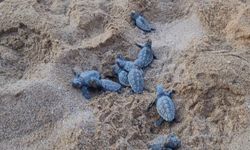 Antalya caretta carettalar için düğmeye bastı