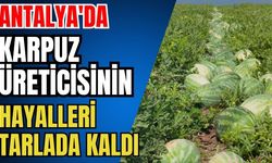 Antalya'da karpuz üreticisinin hayalleri tarlada kaldı