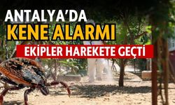 Antalya’da kene alarmı! Ekipler harekete geçti