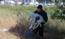 Antalya’da mahsur kalan köpeği için gözyaşlarına boğuldu