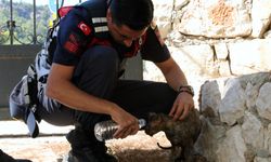 Antalya’daki yangında zarar gören kediden güzel haber geldi