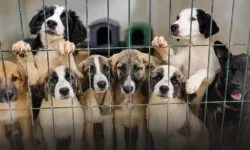 Kaş’taki köpeklerin Antalya’ya nakline karşı imza kampanyası başlatıldı