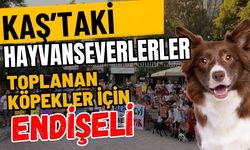 Kaş’taki hayvanseverlerler toplanan köpekler için endişeli