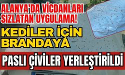 Alanya'da vicdanları sızlatan uygulama! Kediler için brandaya paslı çiviler yerleştirildi