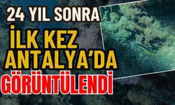 24 yıl sonra ilk kez Antalya’da görüntülendi