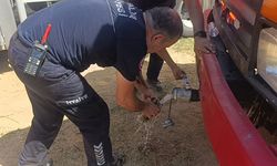 Alevlerden kurtulmak isteyen toprağa gömülen kaplumbağa kurtarıldı