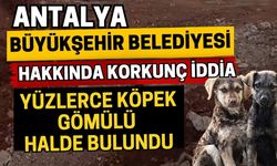 Antalya Büyükşehir Belediyesi hakkında korkunç iddia! Yüzlerce köpek gömülü halde bulundu