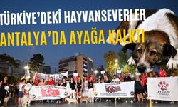 Hayvanseverler Antalya'da ayağa kalktı