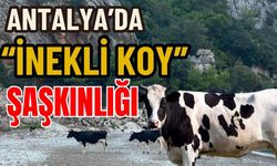 Antalya’da “inekli koy” şaşkınlığı
