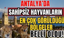 Antalya’da sahipsiz hayvanların en çok görüldüğü bölgeler belli oldu