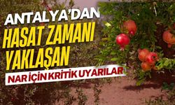 Antalya’dan hasat zamanı yaklaşan nar için kritik uyarılar