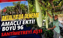Antalya'da deneme amaçlı ekti! Boyu 96 santimetreyi aştı