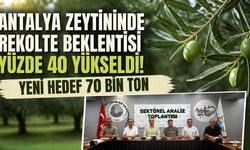 Antalya zeytininde rekolte beklentisi yüzde 40 yükseldi! Yeni hedef 70 bin ton