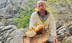 Antalya’da bal dedektifleri hazine peşinde