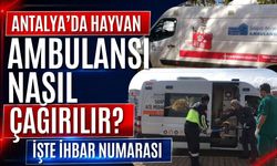 Antalya’da hayvan ambulansı nasıl çağırılır? İşte ihbar numarası