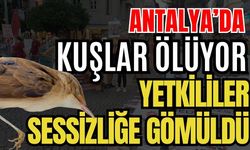 Antalya’da kuşlar ölüyor yetkililer sessizliğe gömüldü