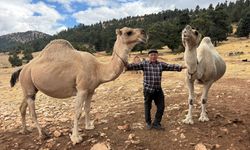 Asırlık gelenek 73 yaşındaki bir Yörük’ün omuzlarında