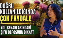 Doğru kullanıldığında çok faydalı! Yol kenarlarındaki şifa deposuna dikkat