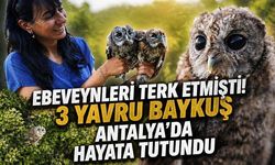 Ebeveynleri terk etmişti! 3 yavru baykuş Antalya’da hayata tutundu