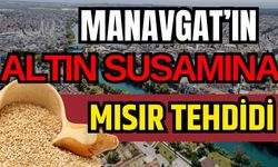 Manavgat’ın altın susamına Mısır tehdidi
