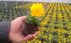 Süs bitkilerinde ihracatın merkezi Antalya oldu