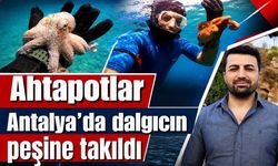 Ahtapotlar Antalya’da dalgıcın peşine takıldı