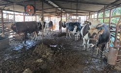 Antalya'da 2 yıl arayla ikinci kez bütün emeği kül oldu