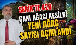 Antalya’da 420 çam ağacı kesildi yeni ağaç sayısı açıklandı