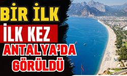 Antalya’da bir ilk: Nadir kuş türü ilk kez Antalya’da görüldü