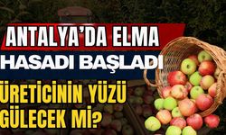 Antalya’da elma hasadı başladı! Üreticinin yüzü gülecek mi?