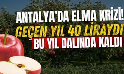 Antalya’da elma krizi! Geçen yıl 40 liraydı, bu yıl dalında kaldı