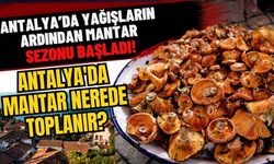 Antalya'da yağışların ardından mantar sezonu başladı! Antalya'da mantar nerede toplanır?