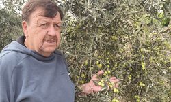 Antalya’nın coğrafi işaretli zeytini dünya sahnesine çıkacak