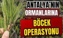 Antalya’nın ormanlarına böcek operasyonu