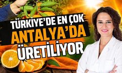 Türkiye’de en çok Antalya’da üretiliyor! Şifa deposu o üründe hasat zamanı