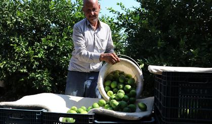 Meyve bahçeleri tehlike altında… Çiftçilere böcek şoku