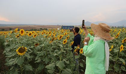 Ayçiçek tarlaları fotoğraf tutkunlarının akınına uğradı