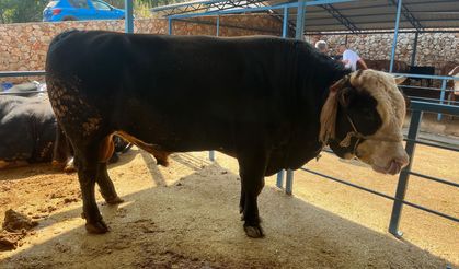 Alanya’da 1 ton 300 kiloluk tosun 430 bin TL'ye satıldı