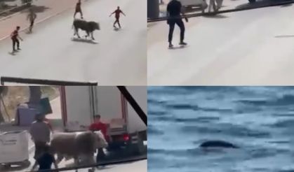 Kaçan boğalardan biri trafiği karıştırdı diğeri telef oldu
