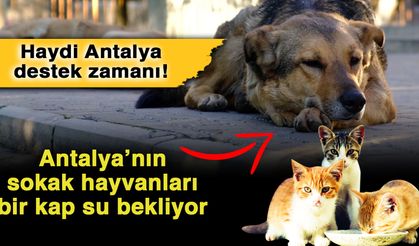 Haydi Antalya destek zamanı! Antalya’nın sokak hayvanları bir kap su bekliyor