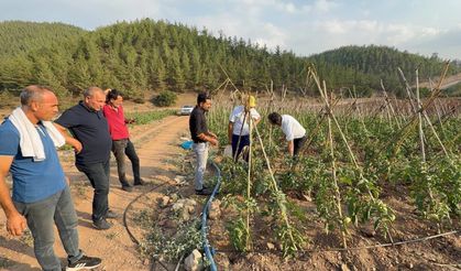 Adana'da atıl araziler domates üretim merkezi oldu