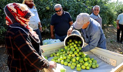 Mandalinada hasat zamanı, verim yüksek: Kilosu 8-15 TL arasında