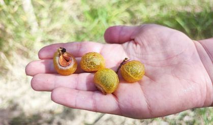 Bu ceviz yenmiyor, temizliyor, cildi güzelleştiriyor