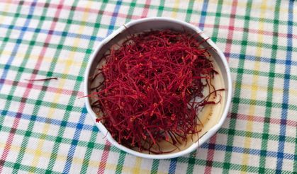 Dünyanın en pahalı baharatı safran Adana'da hasat edildi