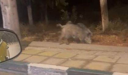 Çukurova Üniversitesi yerleşkesine sürü halinde giren domuzlar görüntülendi